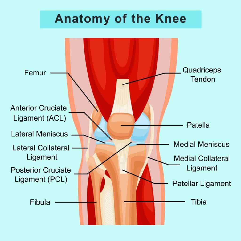 The Anatomy of the Knee